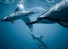 2026世界杯手机观看平台-友谊赛变友尽赛？伊沃比战约旦上演WWE动作引发两队激烈冲突